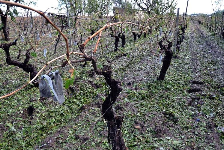 Seguro agrícola Hay tiempo hasta el 14/09