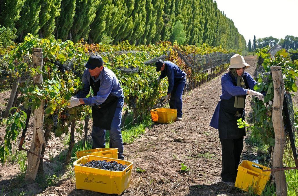 «Reflexiones» del Sector Viñatero