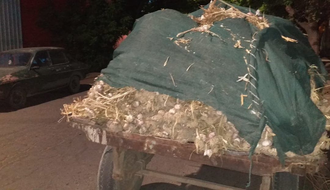 Los detuvieron en San Carlos con un cargamento de ajos robados