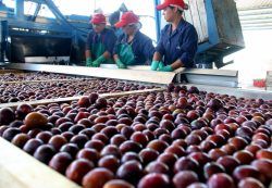 Sociedad Rural del Valle de Uco apoya los contratos con la industria frutihortícola
