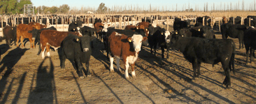 Nuevo sistema de comunicación de largo alcance,  para productores ganaderos del Valle de Uco.