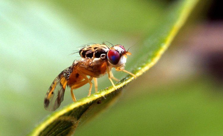 Alerta en Tupungato por la mosca del mediterráneo