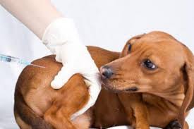 Continúa la vacunación canina y felina en San Carlos.