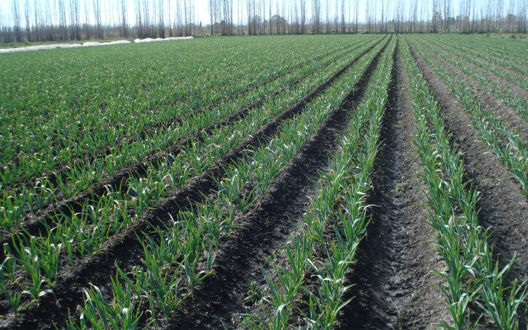 Horticultura en Mendoza, el Valle de Uco se consolida