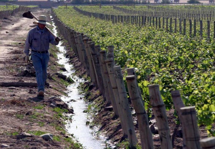 La vitivinicultura por encima del resto de actividades agrícolas.