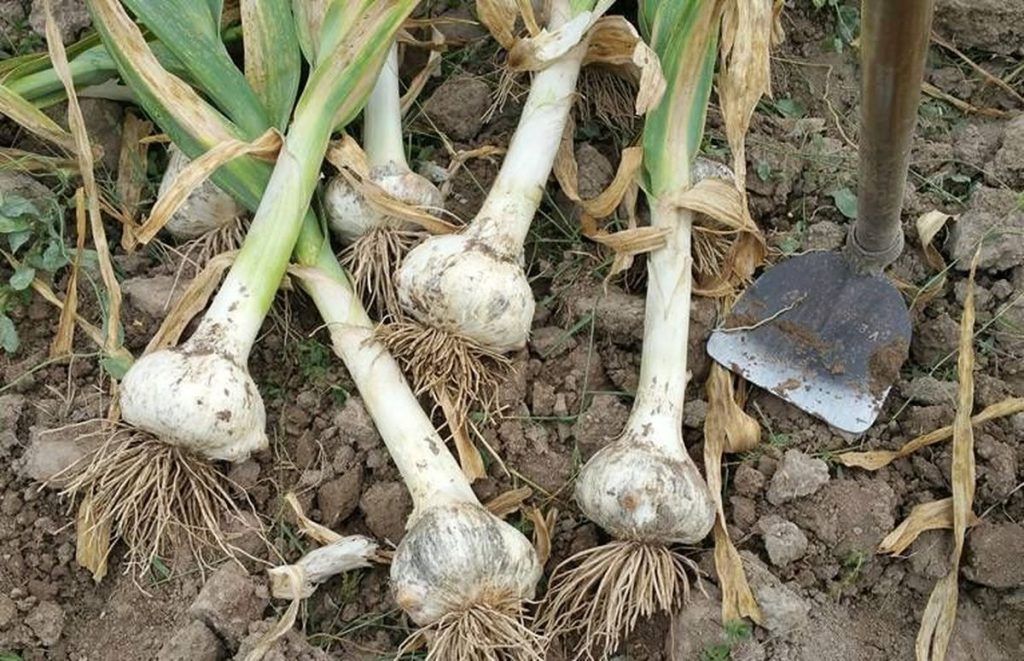 Preocupación de los productores locales por los robos de ajo.