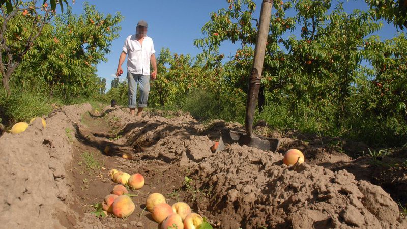 Las lluvias complican la situación de los productores en Valle de Uco.