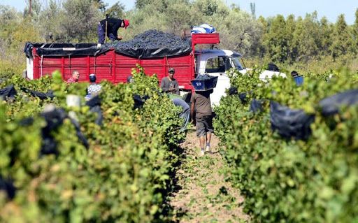 Cosecha de uva: escasa rentabilidad y abandono, la tragedia ya anunciada