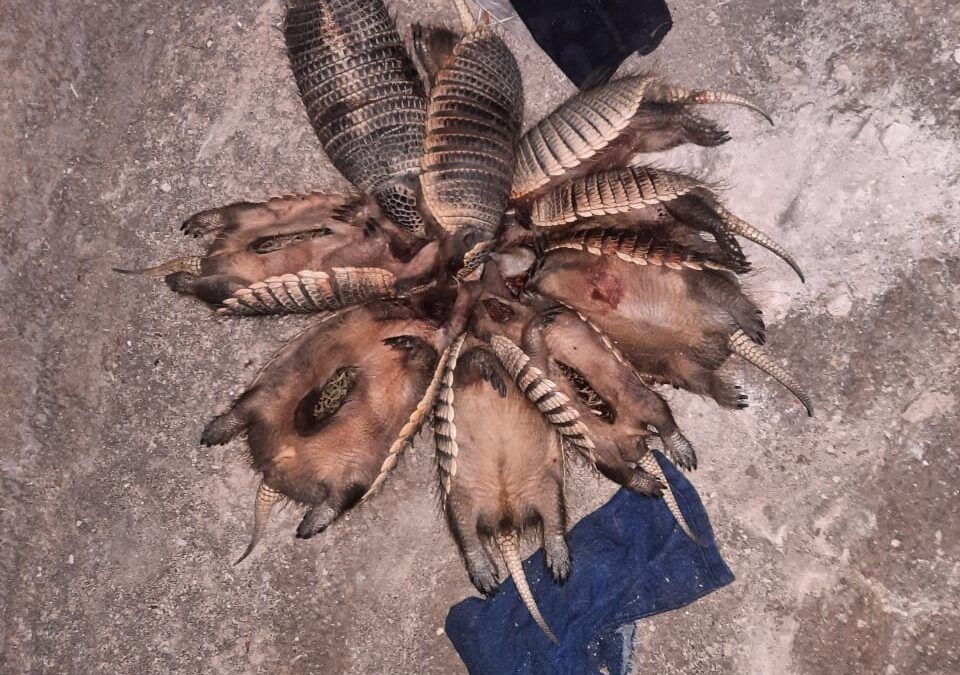 El «piche» es una especie protegida, si lo cazas te meten preso.