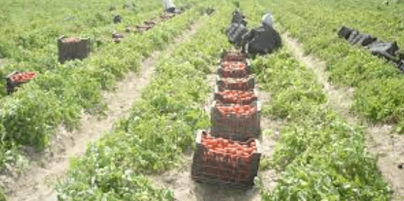 El Fondo de la Transformación ofrece créditos de hasta 500 mil pesos para productores agrícolas.