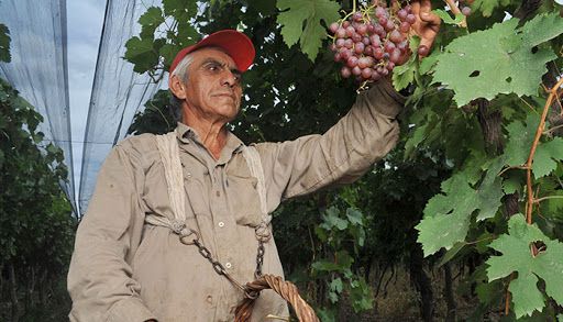 Obreros rurales  recibirán subsidio entre cosechas.
