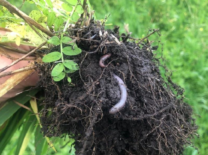 Agroecología,  una opción competitiva y sostenible.