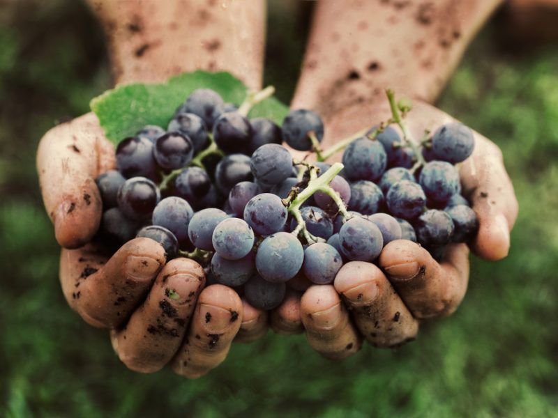 “El camino hacia lo orgánico”, el INV traza nuevos rumbos para la vitivinicultura.