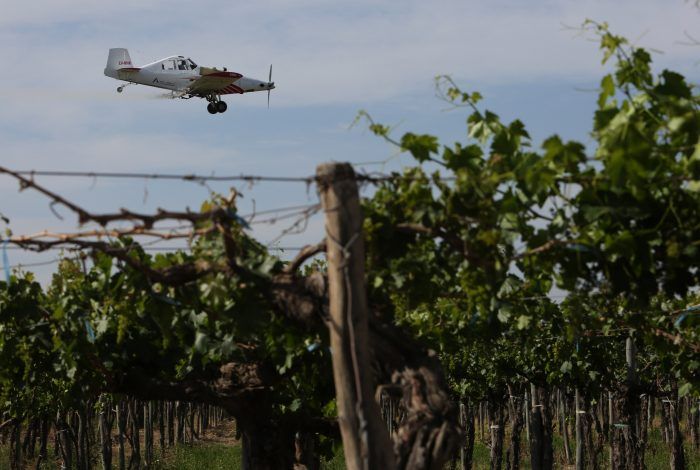 Mendoza  destinará fondos propios para el control y erradicación de la polilla de la vid