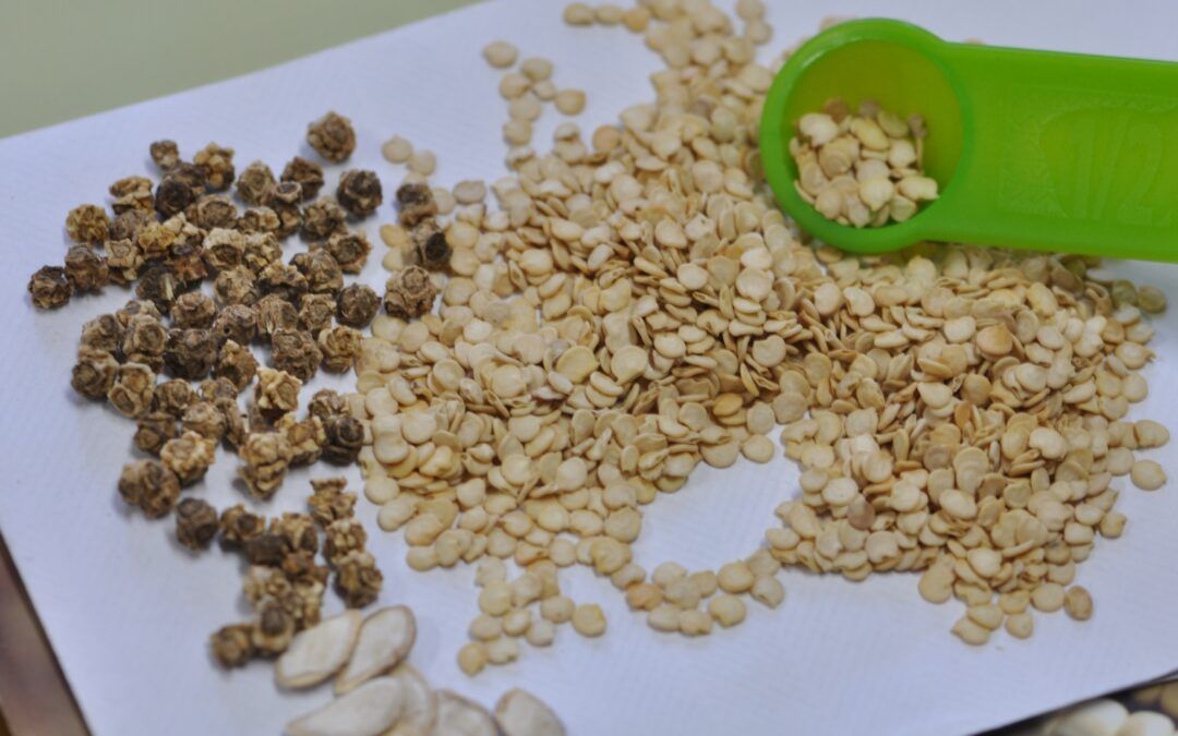 INTA La Consulta dictará un taller de extracción y conservación de semillas