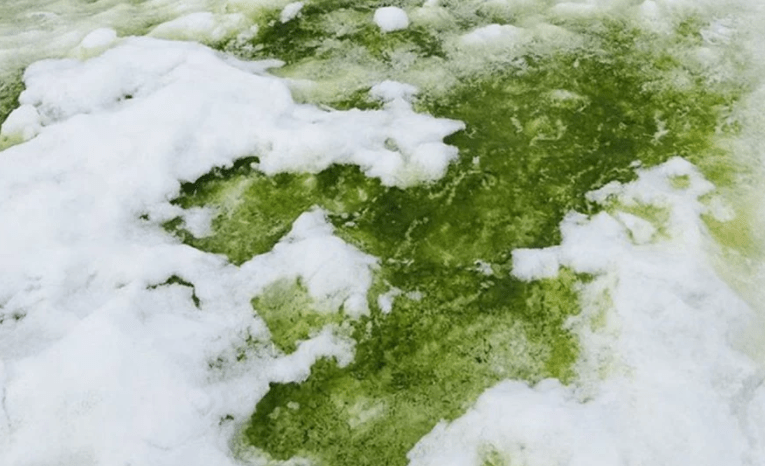 Altas temperaturas y manchas verdes, ¿qué está pasando en la Antártida?