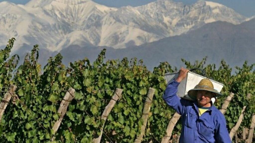PROVIAR II, una  oportunidad  para  pequeños y medianos productores y  bodegas