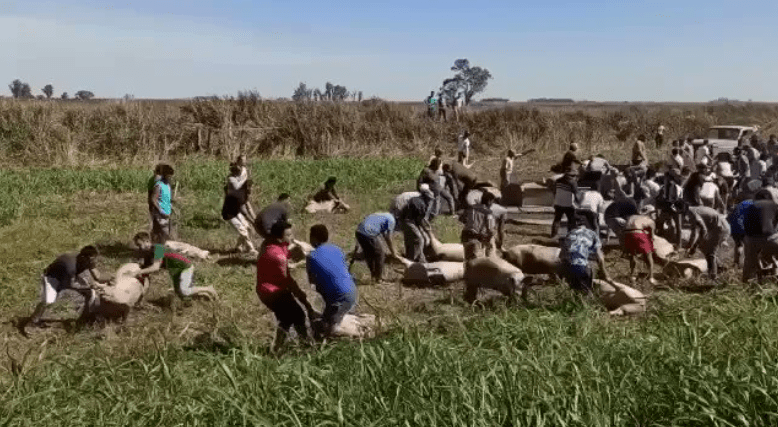 VIDEO Hoy comemos cerdo, volcó camión  y se produjo un saqueo