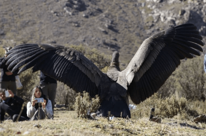 Liberaron Tapun Catu, el cóndor andino que había sido rescatado en Tupungato