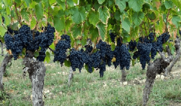 Superﬁcie 2021 de Vid plantada en  Argentina, crecen las de  malbec