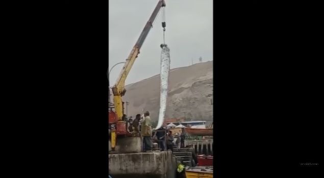 Capturaron en Chile un gigantesco pez remo y temen que se avecine un sismo
