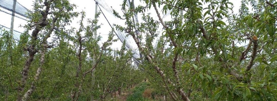Grafolita en los frutales de carozo, Primer Alerta para el control