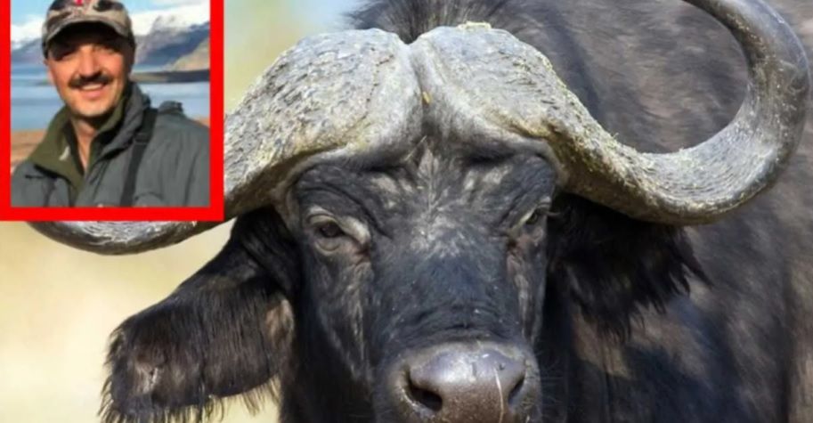 En Entre Ríos un búfalo mató al cazador mexicano que le había disparado con un fusil 