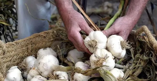 Difícil situación para los productores mendocinos de ajo