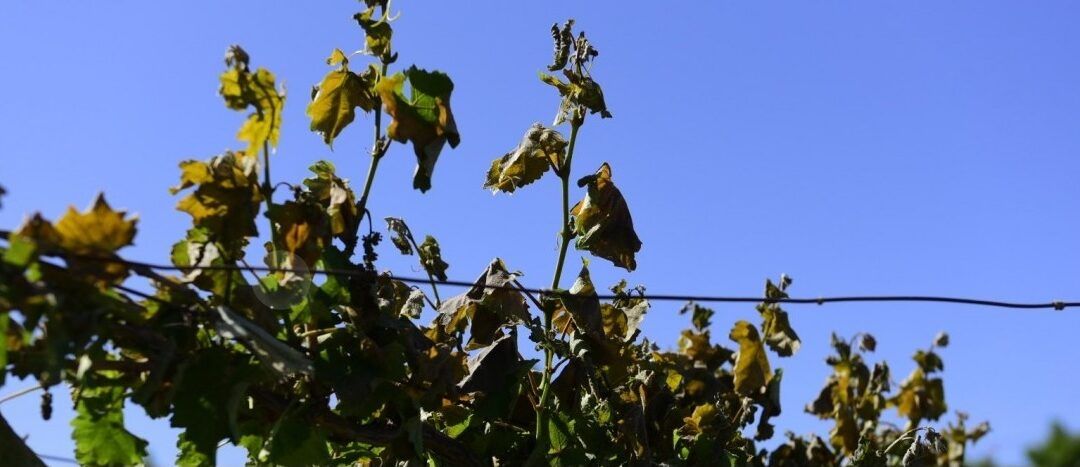 Emergencia agropecuaria en Mendoza, el Valle de Uco fue excluído