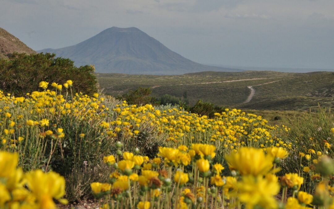 Día Mundial del Medio Ambiente. ¿Por qué se celebra el 5 de junio?
