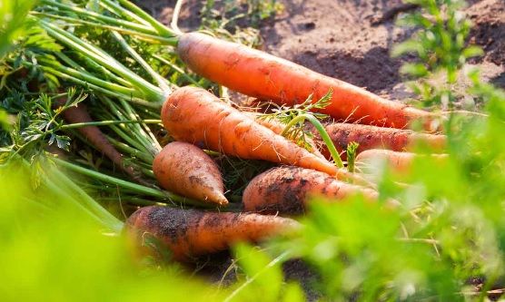 Este jueves en INTA La Consulta, jornada de zanahorias