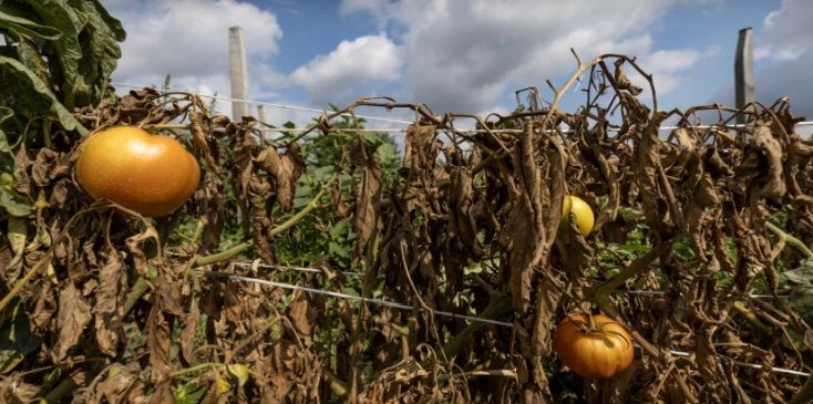 INTA La Consulta aconseja: Como cuidar la huerta con altas temperaturas