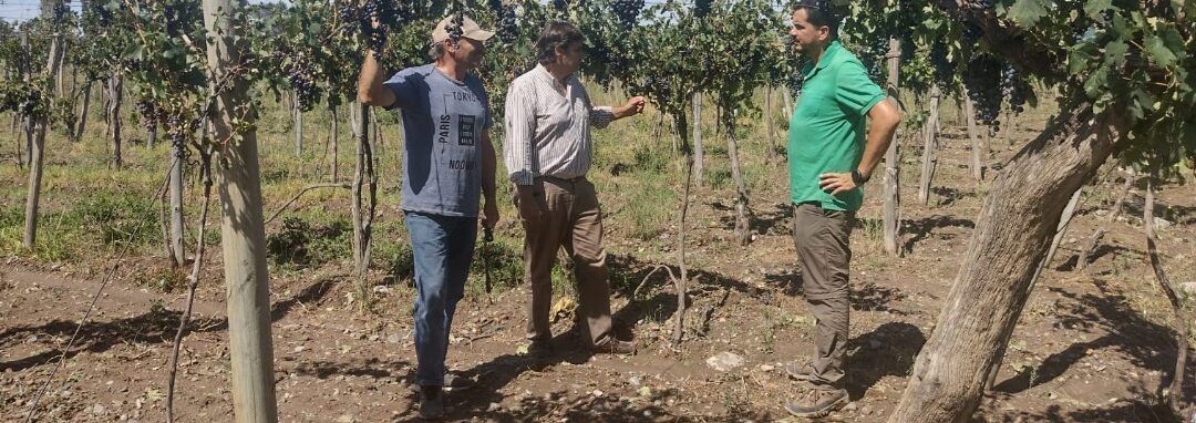 Tormenta granicera en el Valle de Uco, primeras evaluaciones oficiales