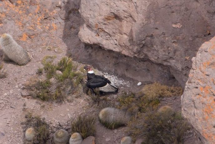 Cóndores andinos, cómo los protege Mendoza