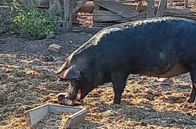 Atención con los carneos, siete personas con triquinosis en Palmira
