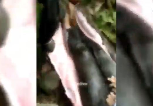 Horrible, hallaron dentro de una pitón de cinco metros a una mujer que había desaparecido
