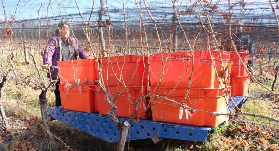 Exitosa prueba del minitractor «Chango» en INTA Tunuyán