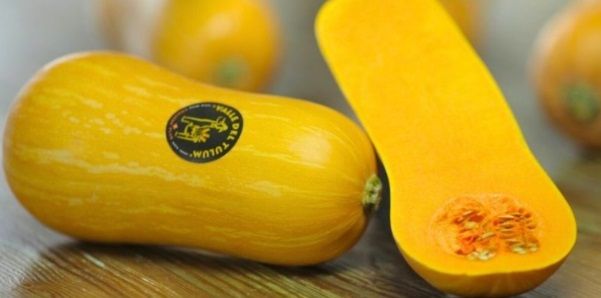 INTA La Consulta y un importante trabajo para el cultivo del zapallo