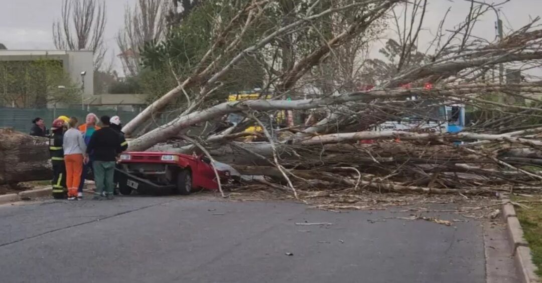 El viento Sur tiró 41 árboles en el Valle de Uco