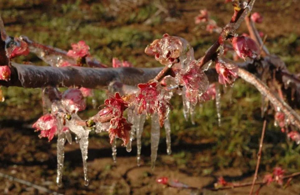 Heladas en el Valle de Uco, se pueden realizar las denuncias