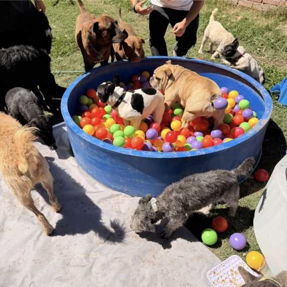 Qué hacer con las mascotas en vacaciones? Ésto cuesta un albergue