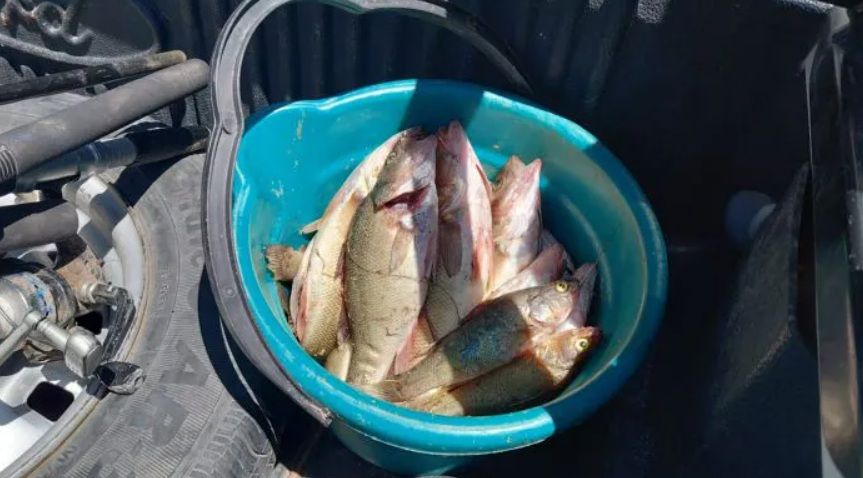 VIDEO Secuestros de pesca, lanchas y multas millonarias en El Nihuil