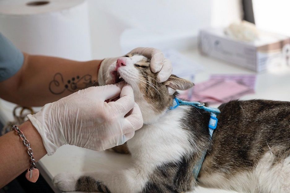 Intenso trabajo de la Unidad Veterinaria Móvil de Godoy Cruz