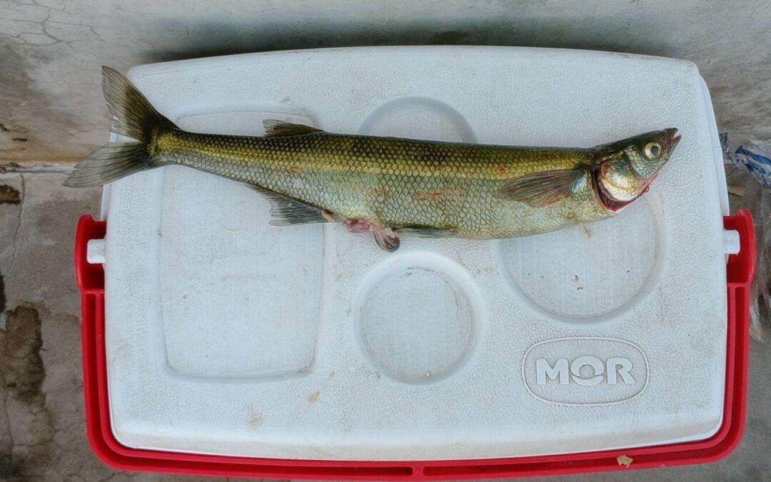 Atención pescadores, aparecen pejerreyes de gran porte en El Nihuil