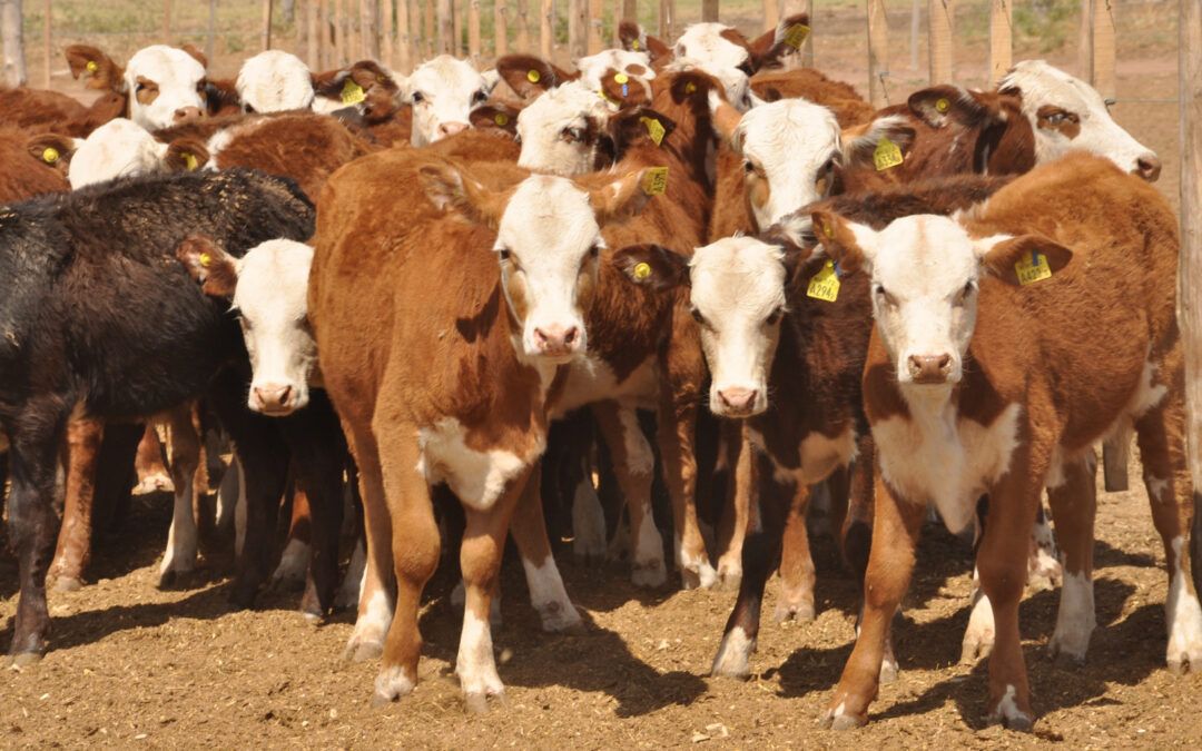 El Gobierno habla de una fiesta del sector ganadero. Los productores lo niegan